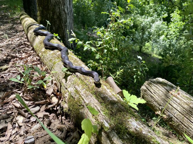 All About Black Rat Snakes